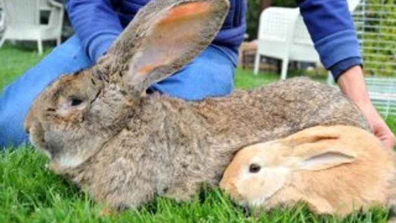 Türkiye tavşan etine alışmaya başladı