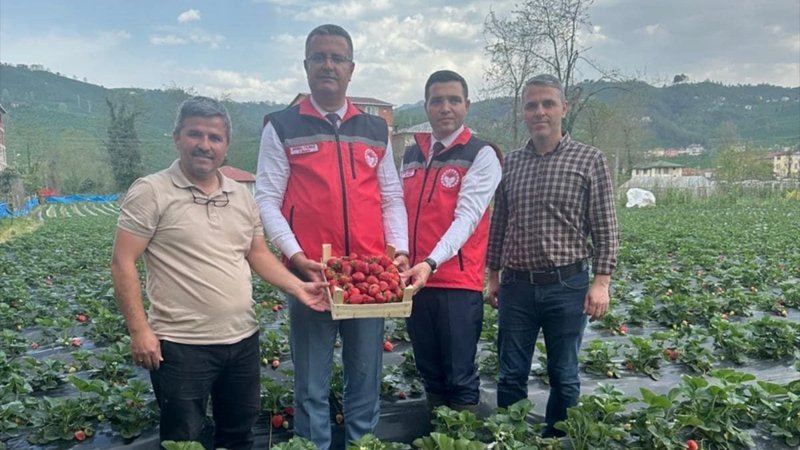 Ordu'nun bu yıl çilek üretiminden beklentisi 90 milyon lira oldu