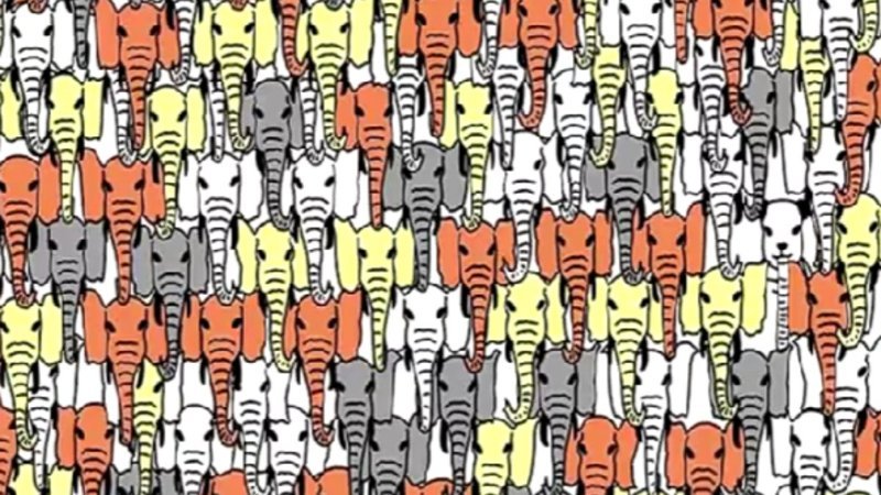 Dikkat testi: Resimdeki pandayı 100 kişiden sadece 1'i ilk bakışta buluyor! Sıra sizde...