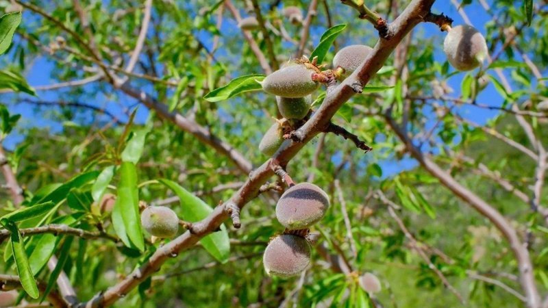 Muğla’da hasadı başladı: 1 avuç yiyen şifa buluyor! Kilosu 450 TL