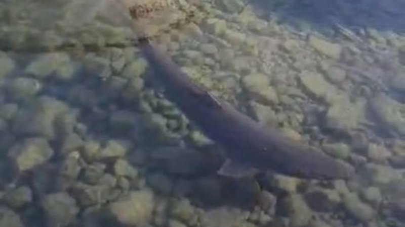 Karadeniz kıyılarında köpek balığı hareketliliği